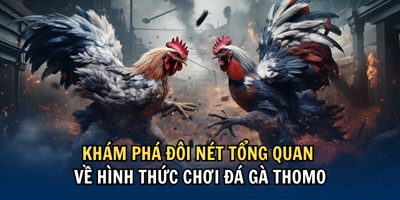 Khám phá đôi nét tổng quan về hình thức chơi Đá gà Thomo Khám phá đôi nét tổng quan về hình thức chơi Đá gà Thomo