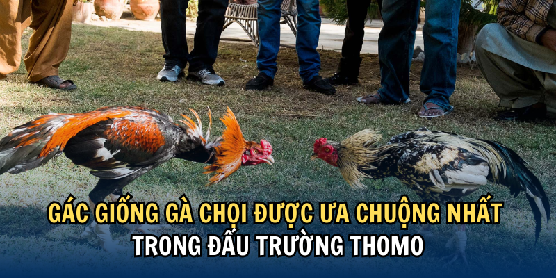 Các giống gà chọi được ưa chuộng nhất trong đấu trường Thomo Các giống gà chọi được ưa chuộng nhất trong đấu trường Thomo