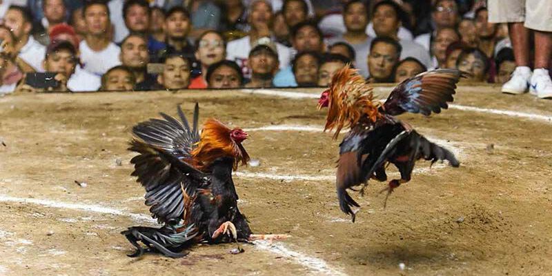 Tham gia đá gà Tre tại nhà cái 79King com