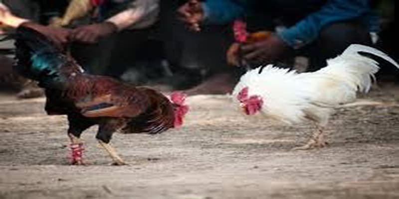 Kinh Nghiệm Lựa Chọn Chiến Kê Đá Hay Kinh Nghiệm Lựa Chọn Chiến Kê Đá Hay