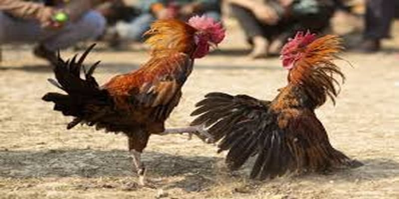 Giới thiệu về đá gà Peru Giới thiệu về đá gà Peru